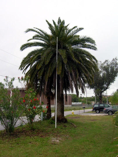 Wholesale Luxury Palm Trees - Canary Island Date Palms